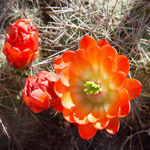 cactusflower