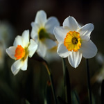 narcissus