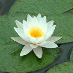 waterlily