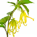 ylangylang